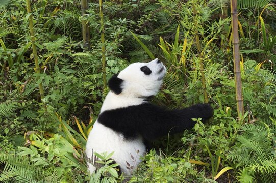 Giant Panda (Ailuropoda melanoleuca), 2 years, China Conservation and Research Centre for the Giant Panda, Chengdu, Sichuan, China