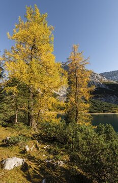 Yellow larches in autumn colouring at Seebensee, Ehrwald, Ehrwald, Mieminger Kette, Tyrol, Austria