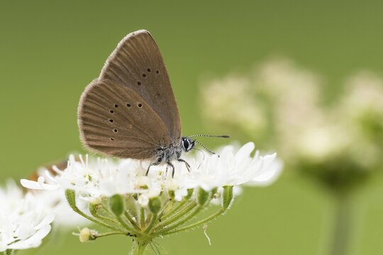 Dusky large blue (Glaucopsyche nausithous) on common Common yarrow (Achillea millefolium), Hesse, Germany