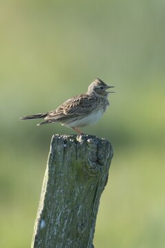 Eurasian Skylark (Alauda arvensis), Emsland, Lower Saxony, Germany