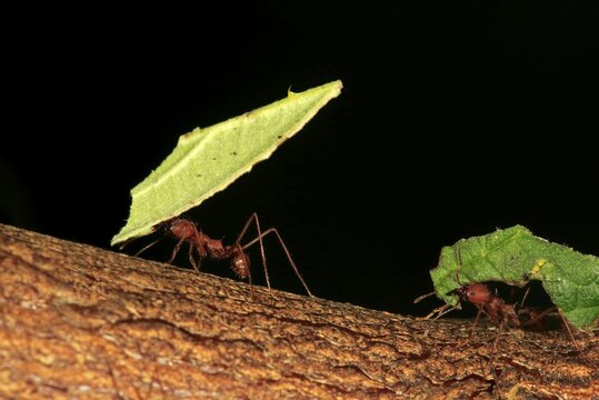 Leafcutter ants (Atta sexdens) transporting cut leaves, group, found in Central America and South America, captive