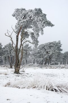 Pine trees (Pinus sylvestris) with hoarfrost, Emsland, Lower Saxony, Germany
