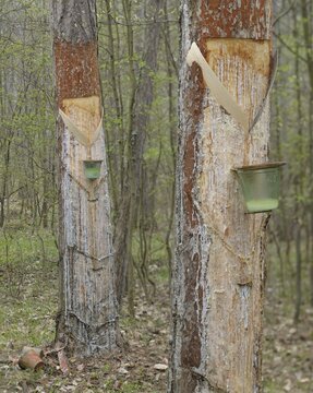 Pitch trees, Hernstein, Triestingtal valley, Lower Austria, Austria, Europe