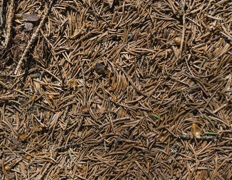 Forest floor covered with needles