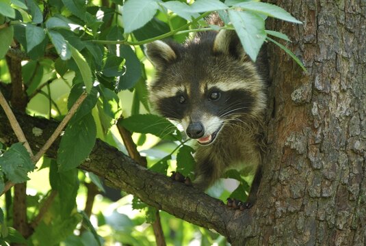 Racoon (Procyon lotor)
