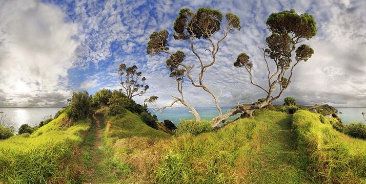 New Zealand Christmas tree (Metrosideros excelsa) near Russell, Bay of Islands Coastal Park, North Island, New Zealand