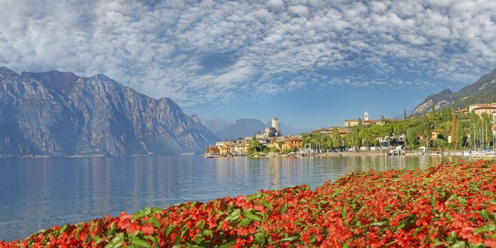 Petunias on the shore of Lake Garda with a view of the Castello Scaligero of the historic coastal town of Malcesine, Malcesine, Eastern Lake Garda, Verona Italy, Trentino-Alto Adige, Italy