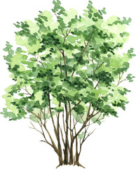 Naklejka premium Tree nature watercolor painting illustration