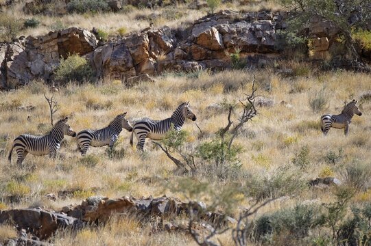 Hartmann's Mountain Zebras (Equus zebra hartmannae), Naukluft Mountains, Namibia, Africa