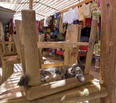 Sleeping cat, San Pedro de Atacama, Regi&oacute;n de Antofagasta, Chile, South America