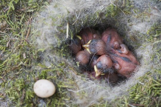 Boy Coal tits (Parus ater) Emsland, Lower Saxony, Germany