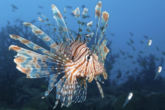 Red Lionfish (Pterois volitans) hunting Glassy Sweepers (Pempheridae), Great Barrier Reef, Coral Sea, Pacific Ocean, Australia
