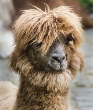 Llama (Lama glama), animal portrait