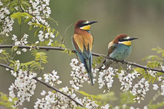 European bee-eater (Merops apiastera) in flowering Robinia, Rhineland-Palatinate, Germany