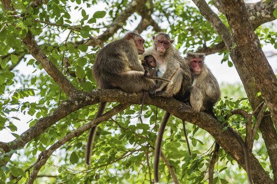 Family of rhesus monkeys (Macaca mulatta) with young, Mudumalai Wildlife Sanctuary, Tamil Nadu, India