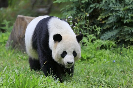 Giant Panda (Ailuropoda melanoleuca), adult, foraging, captive, China