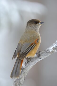 Siberian Jay (Perisoreus infaustus) on perch, Oulanka National Park, Kuusamo, Lapland, Finland