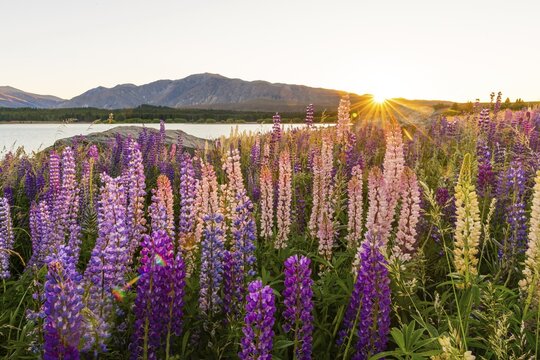 Sun shining through purple Large-leaved lupines (Lupinus polyphyllus), sunrise behind mountains, Lake Tekapo, Canterbury region, Southland, New Zealand