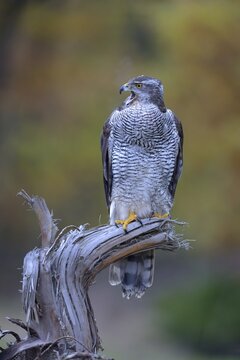 Goshawk (Accipiter gentilis), adult female calling from perch, Biosph&auml;rengebiet Schw&auml;bische Alb biosphere reserve, Baden-W&uuml;rttemberg, Germany
