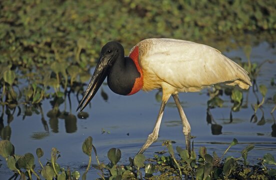 Jabiru (Jabiru mycteria) Pantanal, Brazil, South America