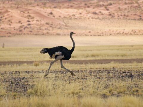 Ostrich (Struthio camelus) in the Namib Desert near Sesriem, Namibia, Africa
