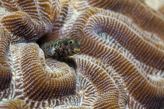 Banded pike blenny (Acanthemblemaria maria), looking out of shelter in Bubble Coral (Physogyra lichtensteini), Caribbean Sea near Maria la Gorda, Pinar del R&iacute;o Province, Caribbean, Cuba