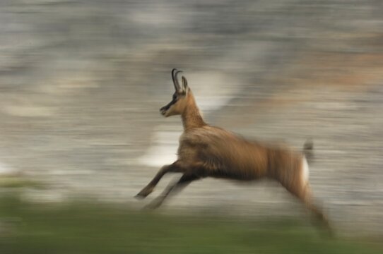 Chamois (Rupicapra rupicapra) running, Grimsel, Bern, Switzerland