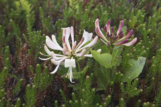 Honeysuckle (Lonicera caprifolium) and crowberry (Empetrum nigrum), Langeoog, Lower Saxony, Germany