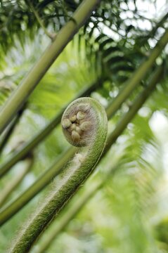 New leave of fern rolling up
