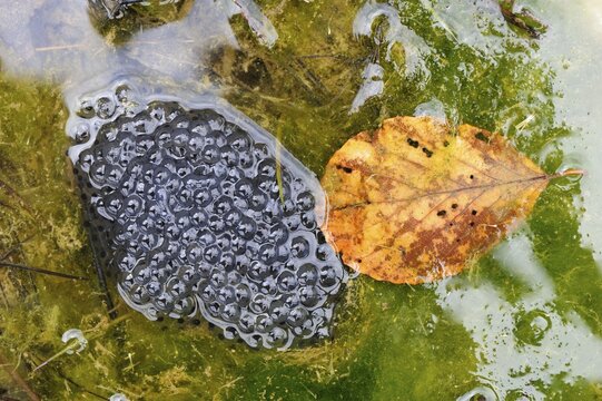 Frog spawn of the Edible Frog (Rana esculenta, Pelophylax kl. Esculentus)