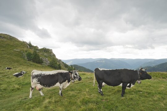 Vosges cattle (Bos primigenius taurus), rare endangered breed of cattle, Vosges, Alsace-Lorraine, France