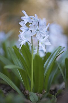 Mishchenko squill (Scilla mischtschenkoana), Emsland, Lower Saxony, Germany