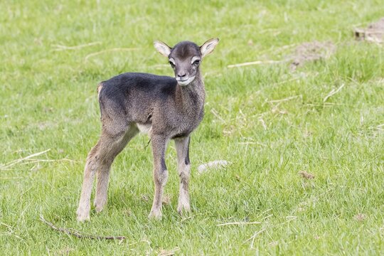 Young mouflon (Ovis orientalis), Masuria, Poland