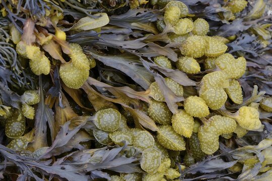 Spiral Wrack or Flat Wrack (Fucus spiralis), D&eacute;partement C&ocirc;tes-d&rsquo;Armor, Brittany, France