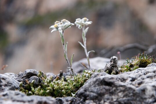 Edelweiss (Leontopodium nivale subsp. alpinum) on the Seceda High Plateau, Puez-Geisler National Park, Wolkenstein, Alto Adige, Italy, Europe