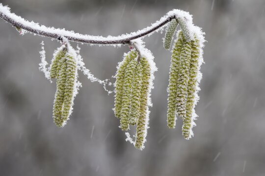 Hazel kittens covered with hoarfrost and snow (Corylus), Hesse, Germany