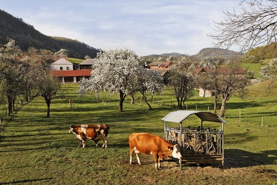 Cows on a pasture, Niemthal, Lower Austria, Austria, Europe