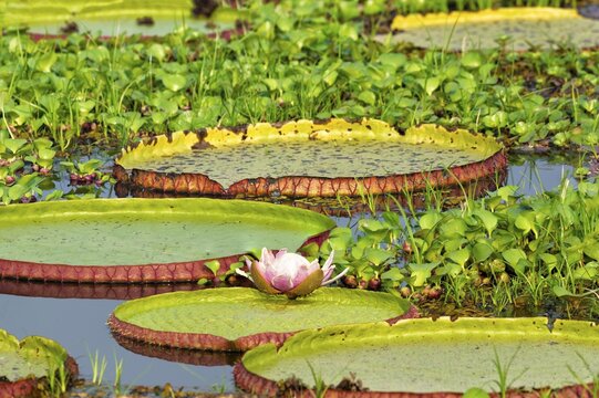 Victoria-Lily, water lilies (Victoria regia), Porto Joffre, Pantanal, Mato Grosso, Brazil