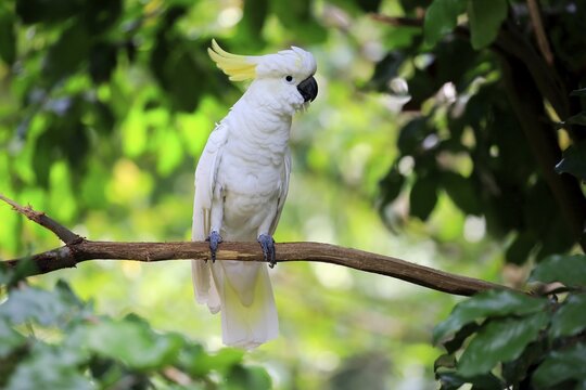 Sulphur crested cockatoo (Cacatua galerita) sitting on branch, captive, native to Australia