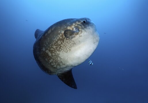 Ocean sunfish (Mola mola), Crystal Bay, Nusa Penida, Bali, Bali Sea, Pacific Ocean, Indonesia