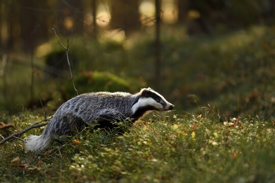 European badger (Meles meles), running in the morning light in the forest, captive, &Scaron;umava, Czech Republic