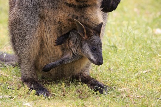 Swamp wallaby (Wallabia bicolor), young looks out of bag, animal portait, Mount Lofty, South Australia, Australia
