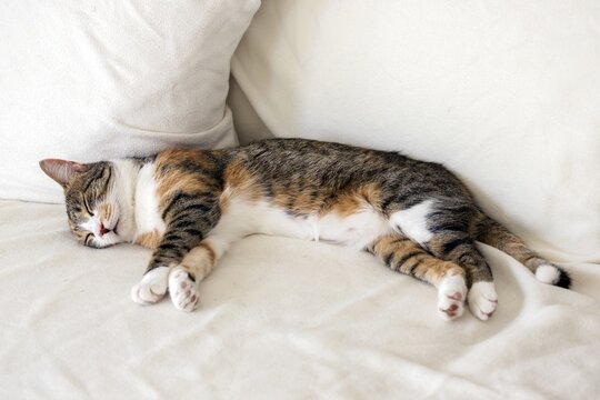 Cat (Felis catus), European shorthair, cat, tricolor, tortoiseshell cat, sleeping on sofa, Baden-W&uuml;rttemberg, Germany