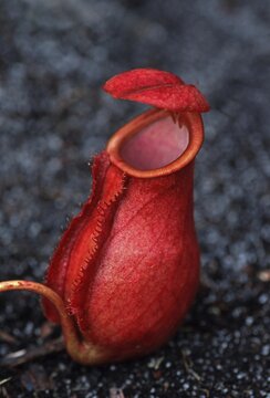 Tropical Pitcher Plant, (Nepenthes), Madagascar, Africa