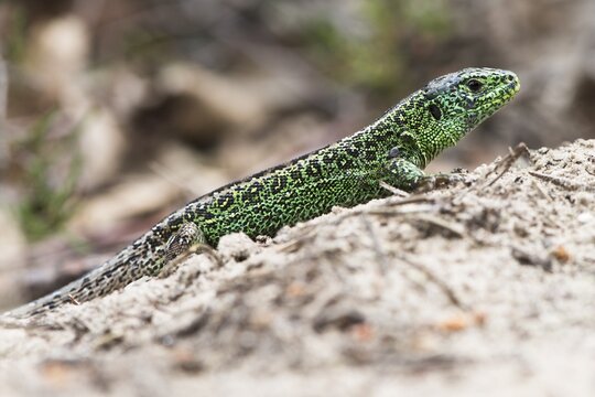 Sand lizard (Lacerta agilis), Emsland, Lower Saxony, Germany