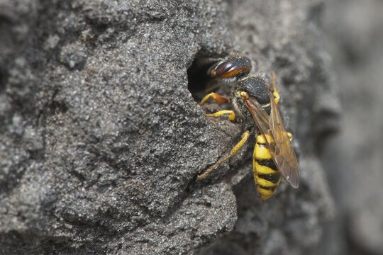 European beewolf (Philanthus triangulum) at the entrance of Bau, Emsland, Lower Saxony, Germany