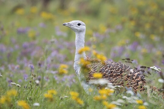 Great Bustard (Otis tarda) on a field with wild flowers, Hungary