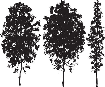 collection of three high-contrast black tree silhouettes in elevation view. These realistic vertical profiles provide immediate scale and organic texture for architectural sections, facades, and 2D 