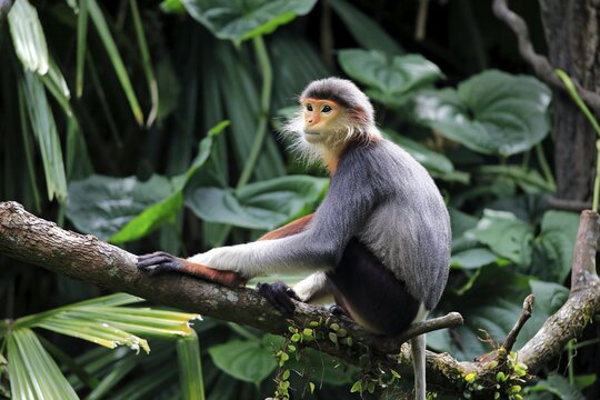 Douc Langur or Red-shanked Douc (Pygathrix nemaeus), adult, on tree, Asia