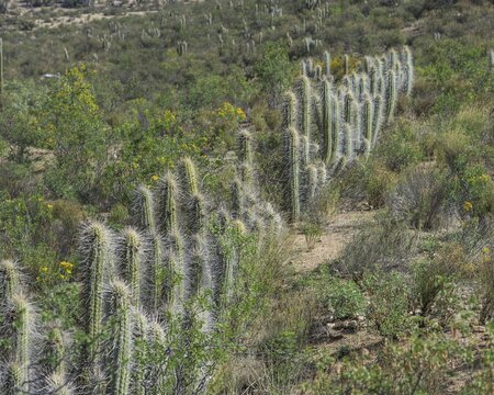 Copao Cactus (Eulychnia acida Phil.), Las Chinchillas National Reserve, Reserva Nacional Las Chinchillas, Illapel, Regi&oacute;n de Coquimbo, Chile